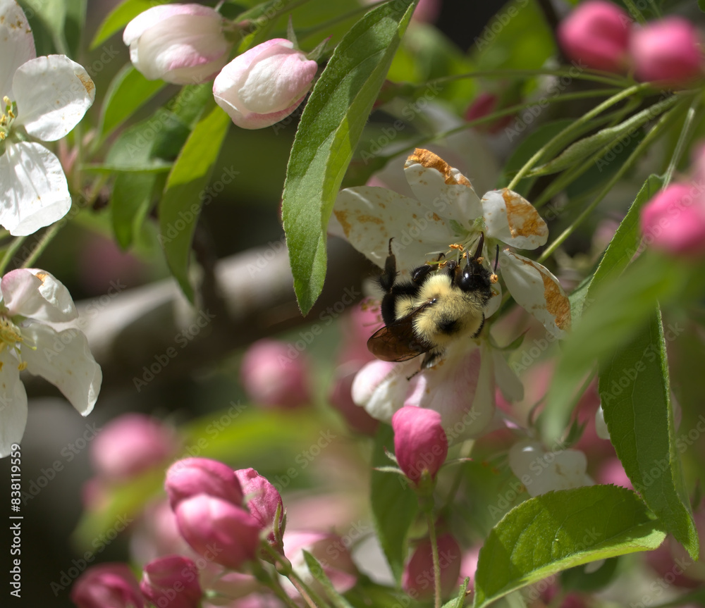 Bumble bee proboscis upside down on flower eating nectar Bumble bee proboscis upside down on flower eating nectar