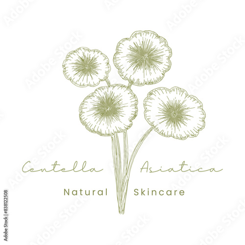 Gotu Kola ( Centella Asiatica ) Beautifull and Natural Skincare Logo