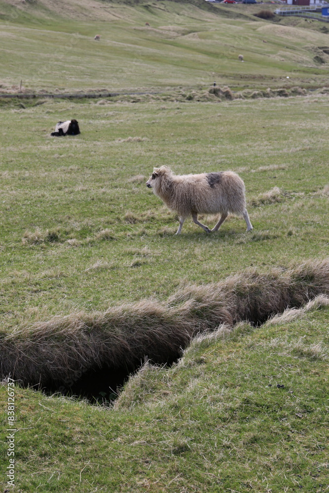 Fototapeta premium Sheep in the field eating grass on the Faroe Island