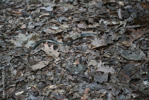 Padalec zwyczajny (Anguis fragilis) – gad, gatunek beznogiej jaszczurki. występuje w Europie, Azji i Afryce. © Sławek