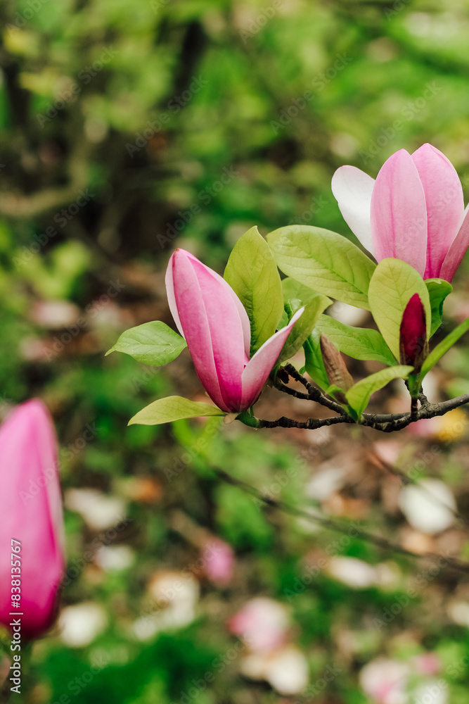 Fototapeta premium Pink magnolia flower close-up in botanical garden