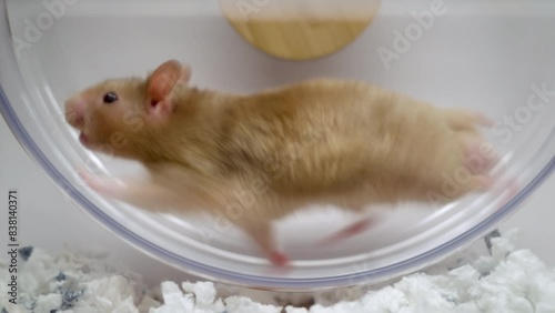 Hamster Running on Exercise Wheel - SEAMLESS LOOPING photo