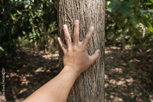 Hand of a person measuring the size of a teak tree © poomsak