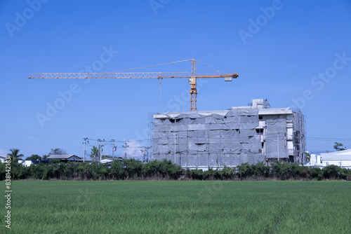 Low angle view looking across green rice fields to tall cranes.