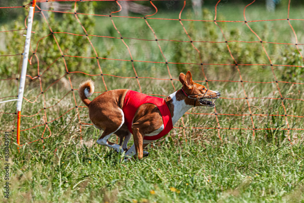 Fototapeta premium Basenji dog running in red jacket on coursing green field at competition