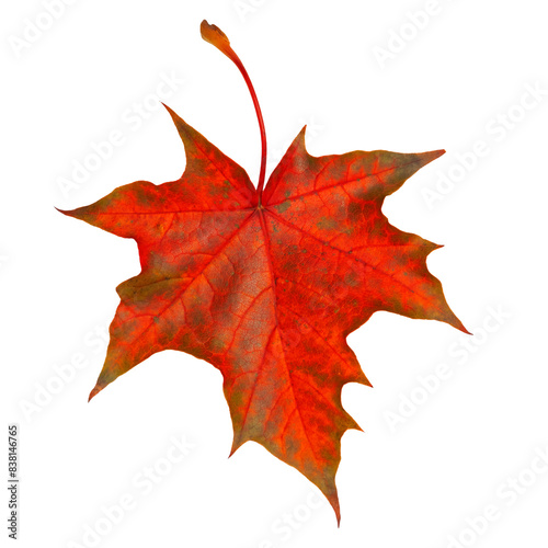 Autumn red foliage. Red maple leaf isolated on transparent background.