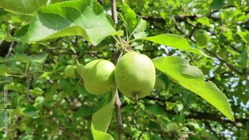 Unripe green apples on a branch on a tree swaying in the wind. photo