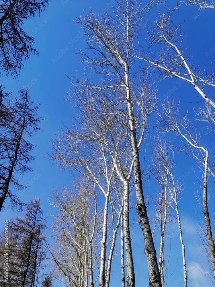 Birches and larches in early spring. Birches and larches in early spring.