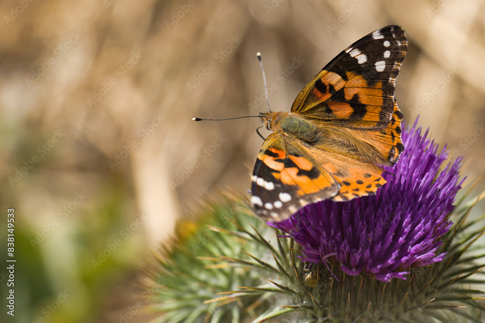 animal, insect, wildlife, nature, fauna, spain, plant, sunny, sp animal, insect, wildlife, nature, fauna, spain, plant, sunny, sp