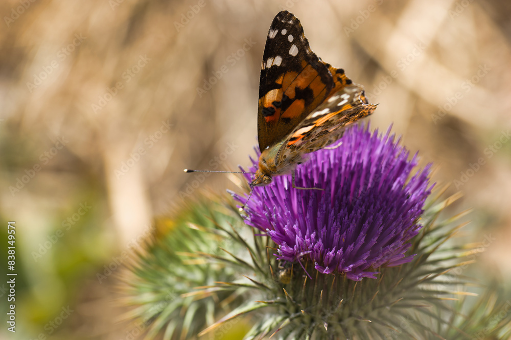animal, insect, wildlife, nature, fauna, spain, plant, sunny, sp animal, insect, wildlife, nature, fauna, spain, plant, sunny, sp