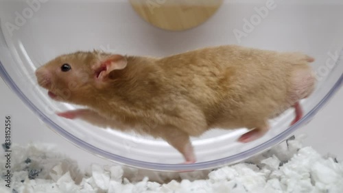 Hamster Running on Exercise Wheel in Slow Motion