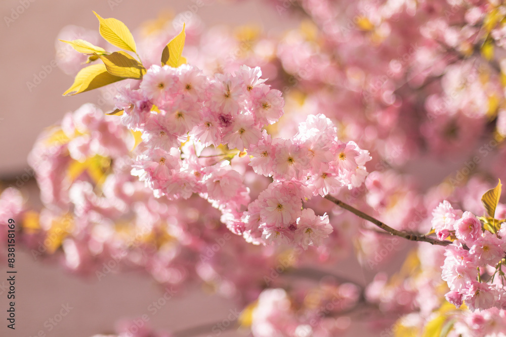 Fototapeta premium cherry blossom in spring, sakura flowers, branch of pink blossoming sakura