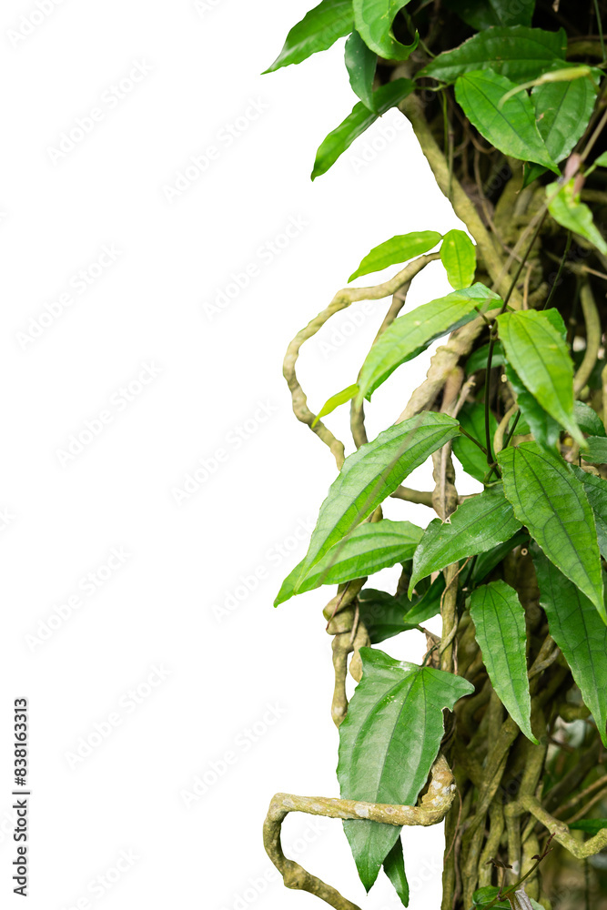 Fototapeta premium leaves and roots isolated on white background