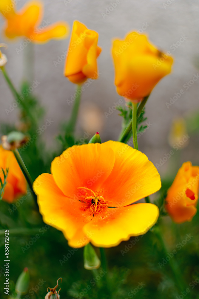 Obraz premium California golden poppy, pretty orange ornamental flower, eschscholzia
