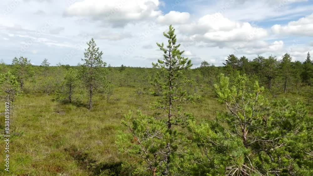 Swamp Viru Raba in Estonia
