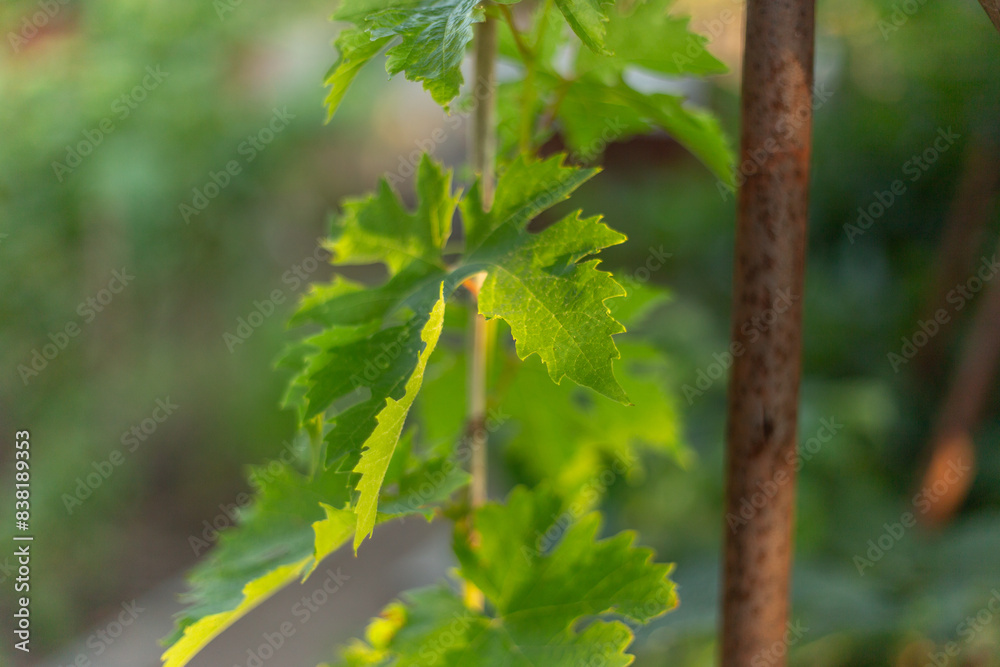 Beautiful grape leaves in a vineyard. Summer vineyard background on a sunny day.
