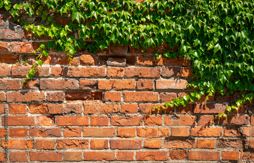 Red brick weathered wall and green ivy © konoplizkaya
