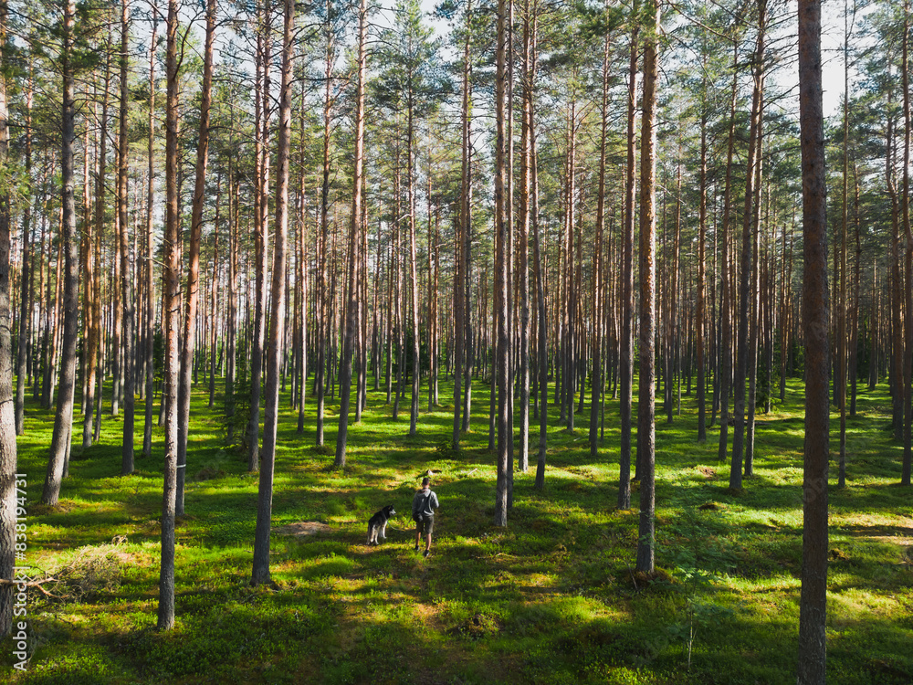 Obraz premium A man with a husky dog ​​on a leash walks in a pine forest on a summer day, photo view from a drone.