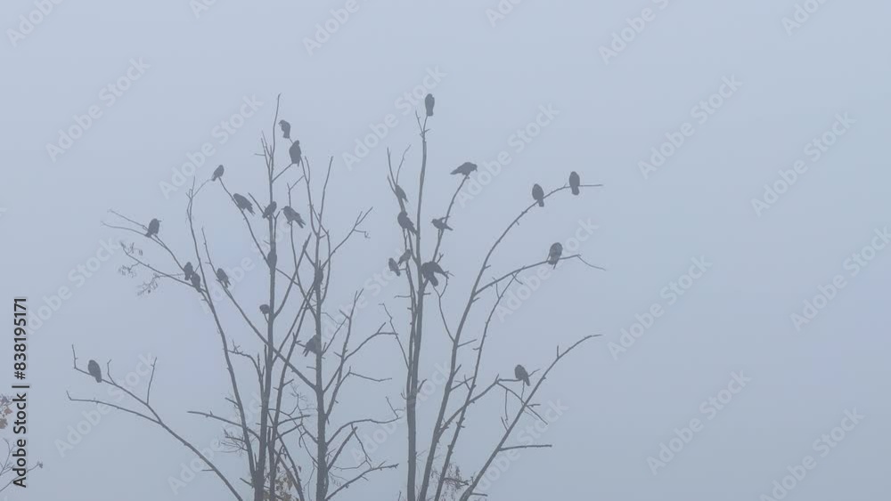 Rooks sit on the branches of an autumn bare tree against a cloudy sky. Rooks sit on the branches of an autumn bare tree against a cloudy sky.