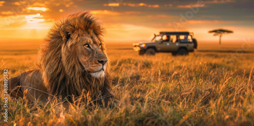 Large male lion next to safari jeep on game drive in African Serengeti savanna grassland of Masai
