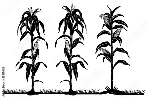 corn plant vector 