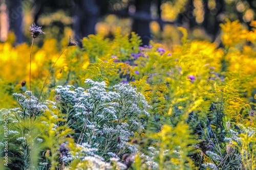 Yellow Solidago flowers at Mayslake photo