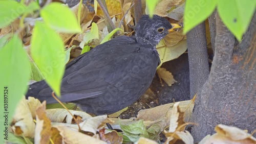 common blackbird (Turdus merula) is a species of true thrush. It is also called Eurasian blackbird. photo