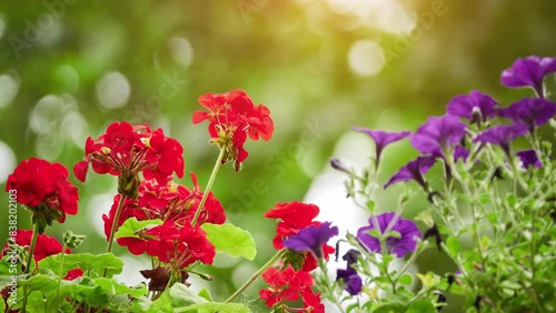 Pelargonium hortorum, commonly called zonal geranium, or garden geranium, is nothospecies of Pelargonium most commonly used as ornamental plant. It is hybrid between Pelargonium zonale and inquinans