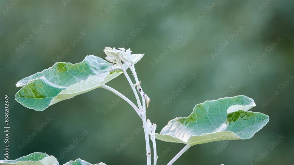 Populus alba, commonly called silver poplar, silverleaf poplar, or white poplar, is poplar, most closely related to aspens. Populus alba, commonly called silver poplar, silverleaf poplar, or white poplar, is poplar, most closely related to aspens.