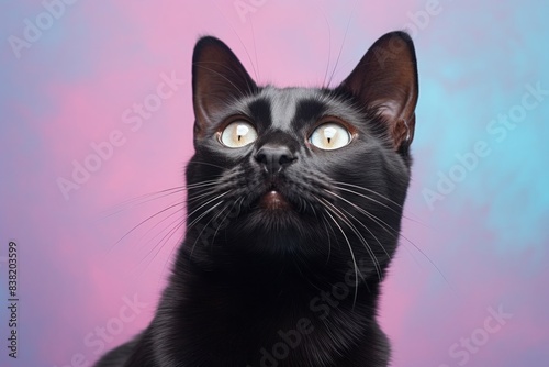 Portrait of a smiling bombay cat on pastel or soft colors background