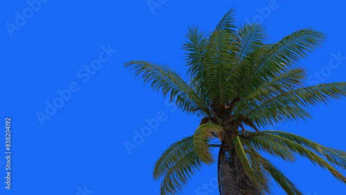 3d render Foreground coconut Animation on blue background	
