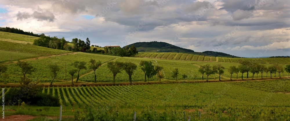 Panorama d'un vignoble dans le Beaujolais.