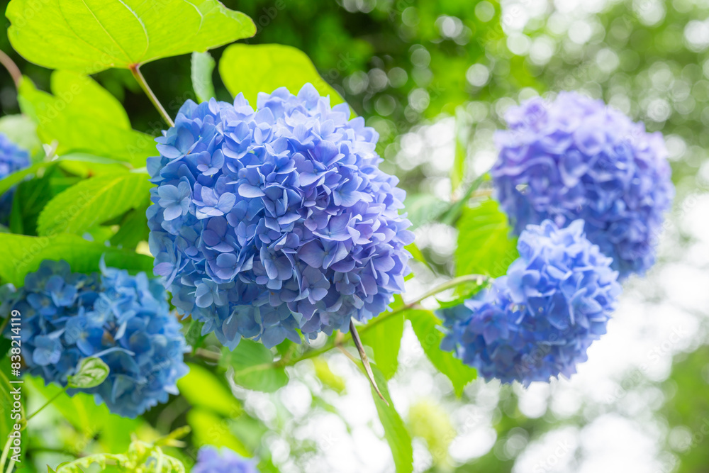 紫陽花の小径