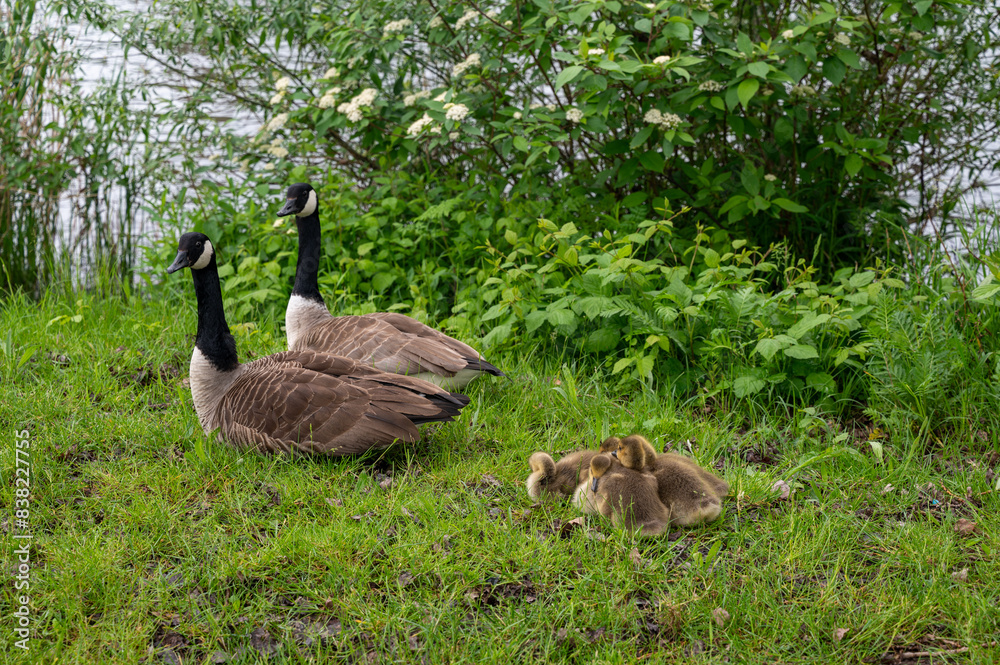 Wild Goose with chicks on the meadow Wild Goose with chicks on the meadow