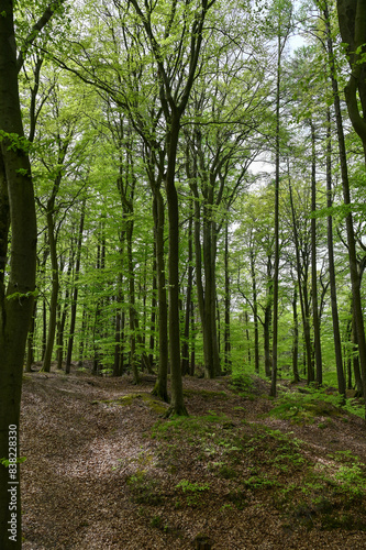 In a green forest