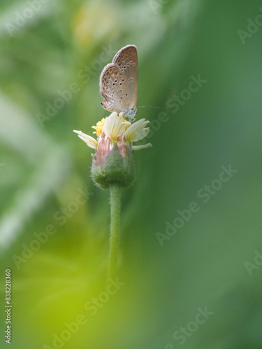 a butterfly is on the flower in rainy season, blur background, green background, macro picture, butterfly in macro, flowers in macro