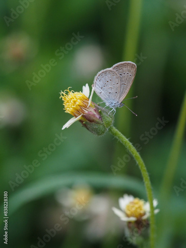 a butterfly is on the flower in rainy season, blur background, green background, macro picture, butterfly in macro, flowers in macro
