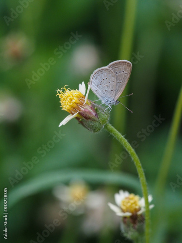 a butterfly is on the flower in rainy season, blur background, green background, macro picture, butterfly in macro, flowers in macro