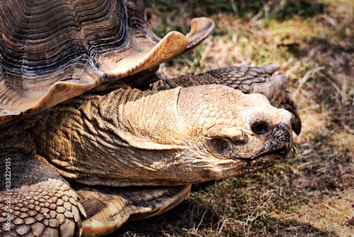 tortoise photo