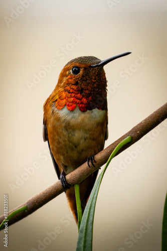 Humming bird