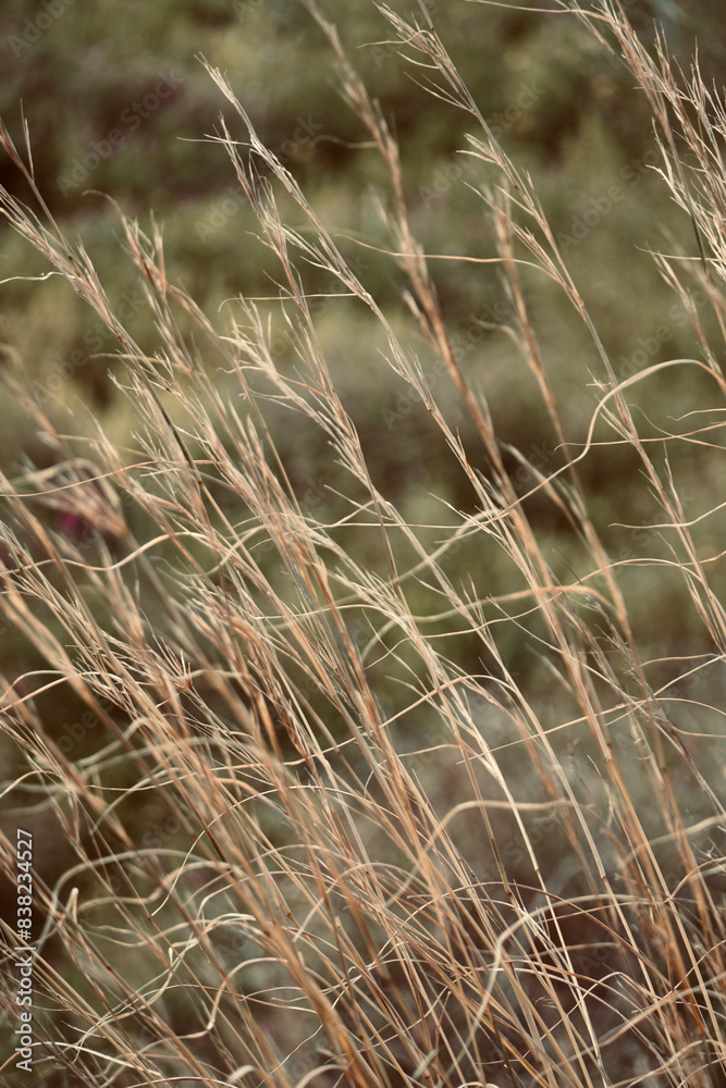 Fototapeta premium Close up dry grass long meadow.
