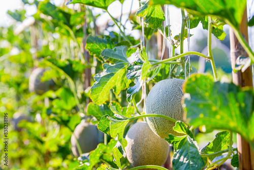 Fotografia Green melon cantaloupe growing in organic melon greenhouse farm
