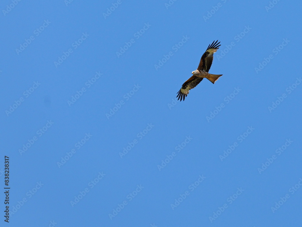 Red kite gracefully soars over Tollense Valley meadows, hunting or defending territory, showcasing its aerial prowess in this biodiverse habitat. Red kite gracefully soars over Tollense Valley meadows, hunting or defending territory, showcasing its aerial prowess in this biodiverse habitat.
