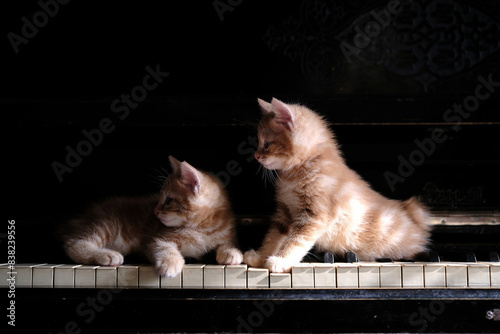 Small kitten and music. domestic pet with art education, vintage piano keys close up. two red little sweet cute kittens on the piano, keys close-up. beautiful cat and learning music. Kurilian bobtail 