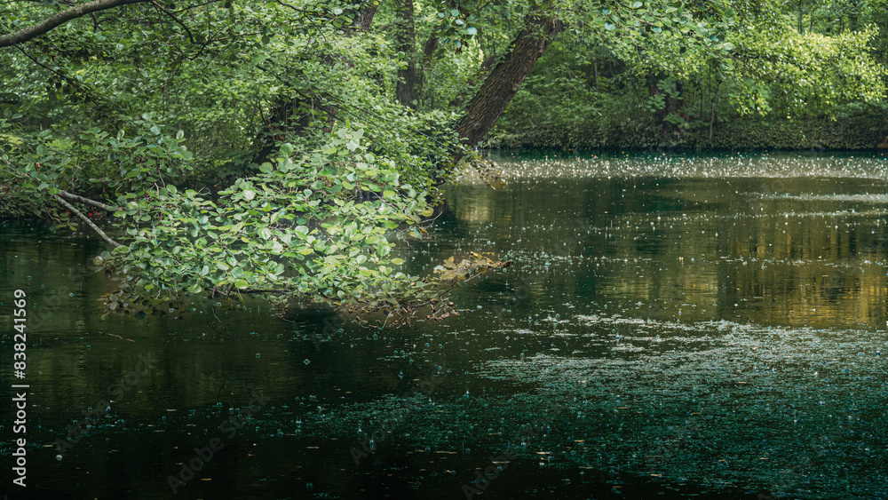 Woodland with trees flanking water on either side. Woodland with trees flanking water on either side.