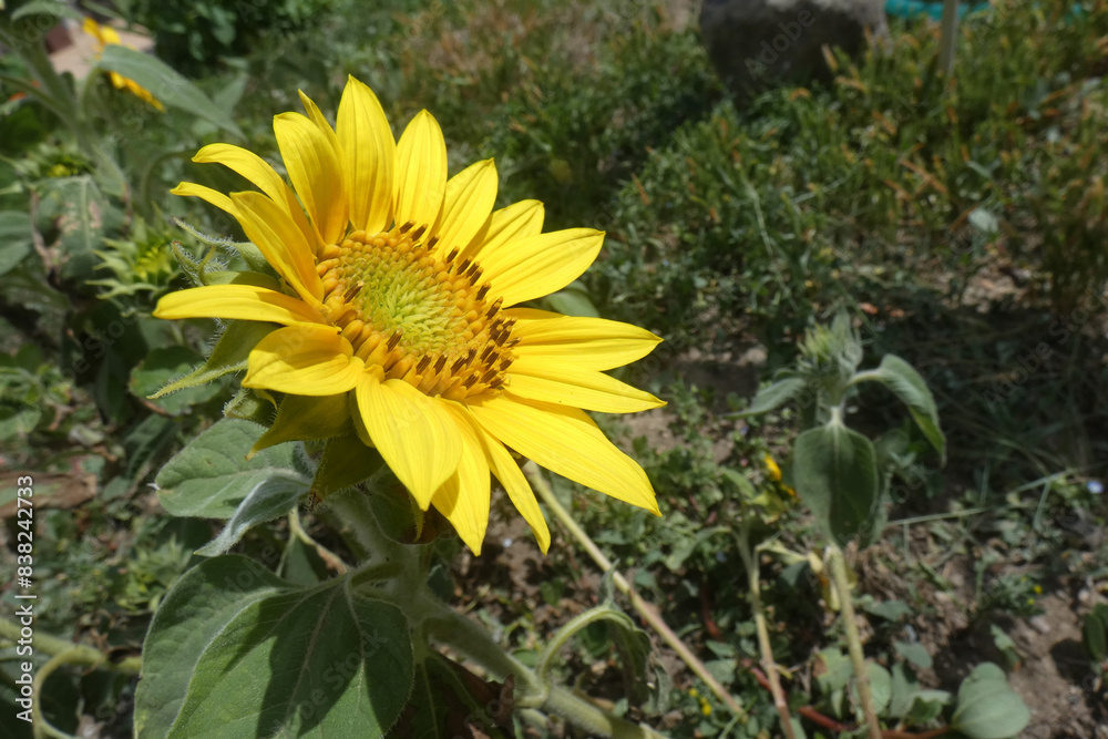 Obraz premium Fiori