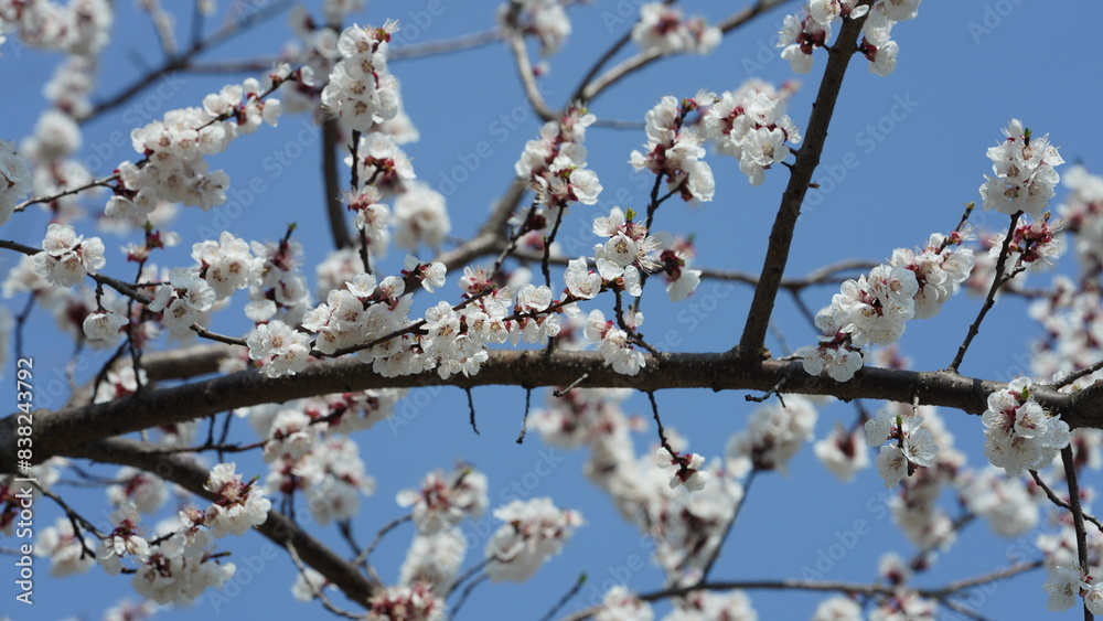 The beautiful pink and white flowers blooming in spring The beautiful pink and white flowers blooming in spring