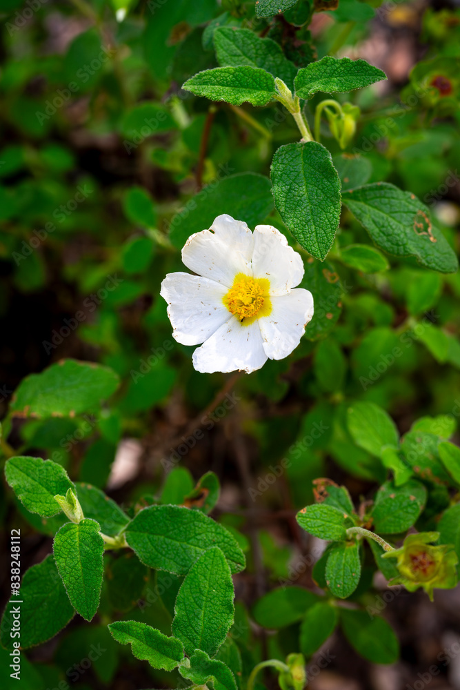 selective focus of salvia cistus flower (Cistus salviifolius) with blurred background selective focus of salvia cistus flower (Cistus salviifolius) with blurred background