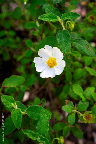 selective focus of salvia cistus flower (Cistus salviifolius) with blurred background photo