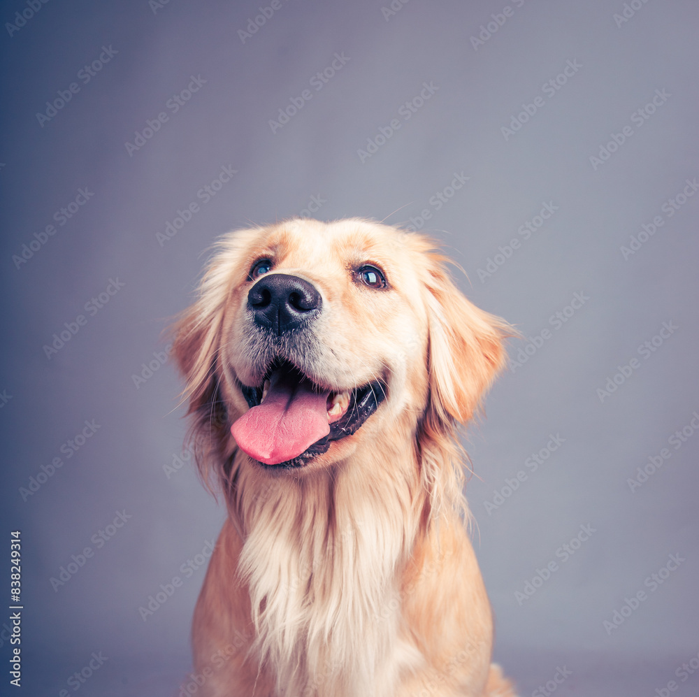 Portrait of a happy cream golden retriever with an open mouth sitting in front of a grey background Portrait of a happy cream golden retriever with an open mouth sitting in front of a grey background